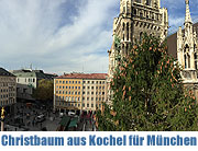 Christbaum 2014 für den Münchner Christkindlmarkt auf dem Marienplatz kommt aus Kochel am See - die Fichte traf am 12.11.2014 (©Foto: Martin Schmitz)